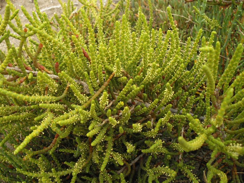 Sarcocornia fruticosa 5